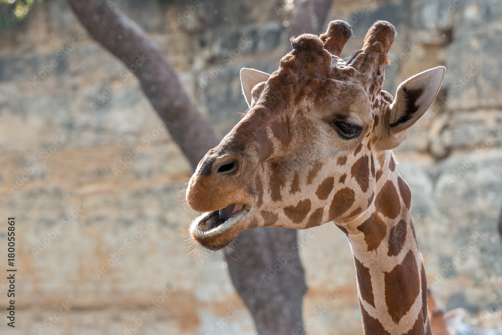 Fototapeta premium Girafe Head About to Grab Food