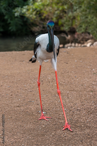 Black-necked Stork Walking towards the Camera photo