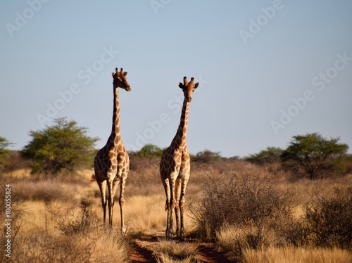 Giraffen - Afrika - W  ste