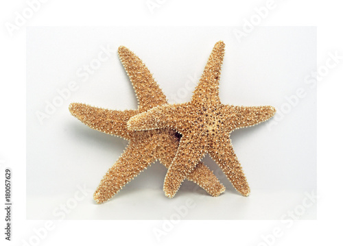 rozgwiadzy na białym tle