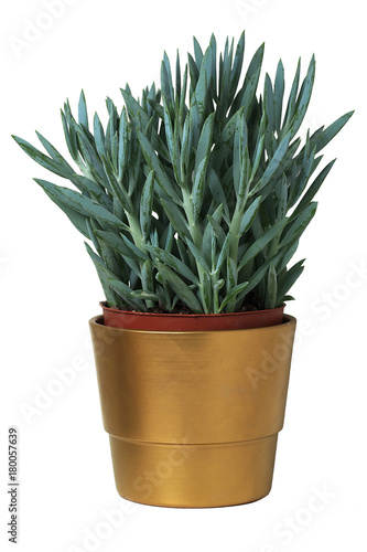 rośliny w złotych doniczkach