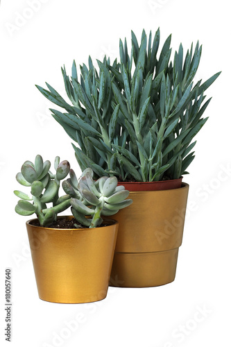 rośliny w złotych doniczkach