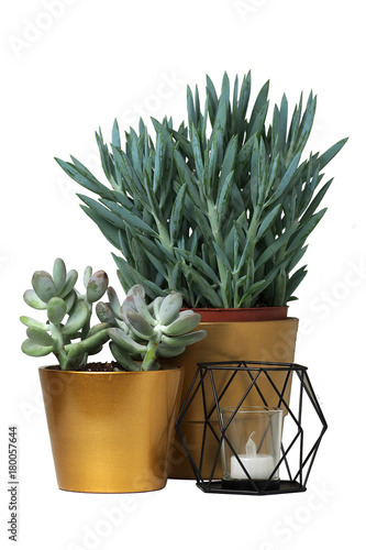 rośliny w złotych doniczkach