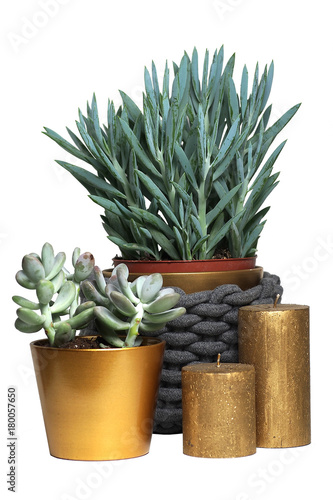 rośliny w złotych doniczkach