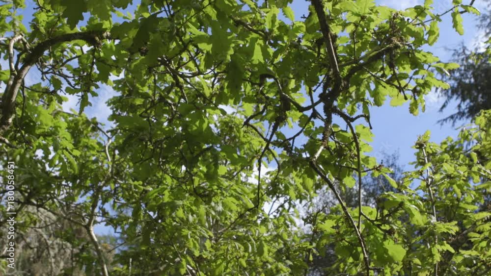 Dolly Shot Of Green Leaves Growing On Tree Branches Dolly Shot Of Green Leaves Growing On Tree Branches