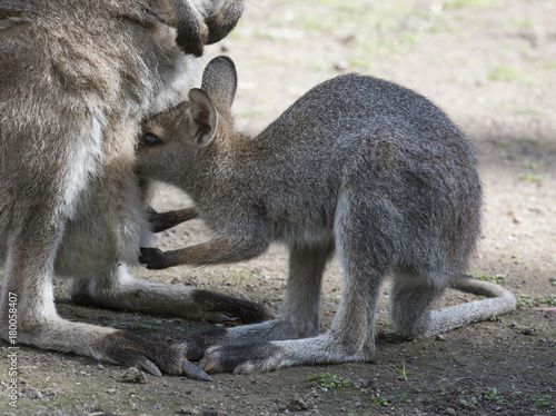  wallaby with baby  joey