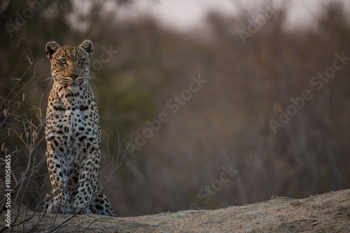 leopard_11