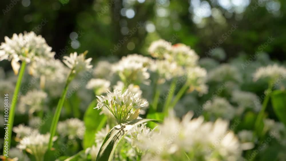 Dolly Shot Of White Flowers Growing In Forest Dolly Shot Of White Flowers Growing In Forest