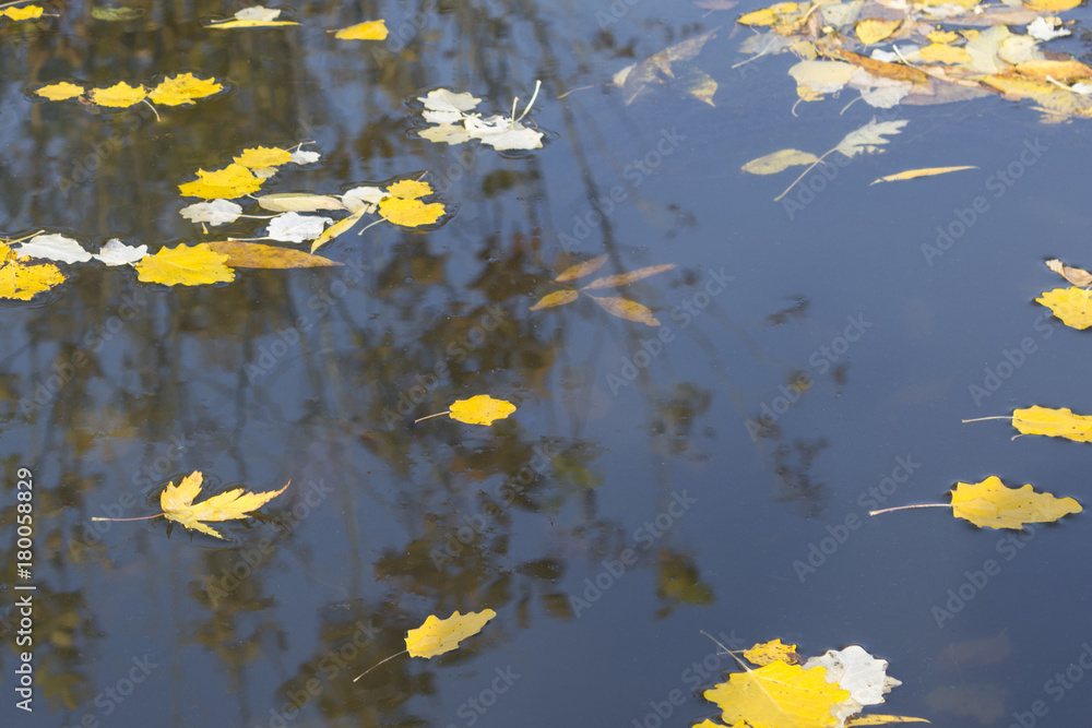 autumn leaves floating on the river