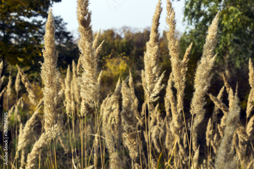 light spikelets of dry, autumn grass on the background of trees
