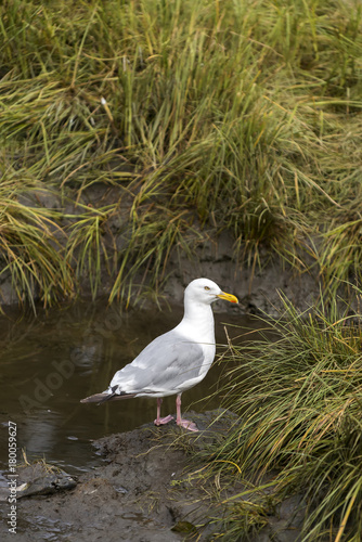 Seagull on Marshland 1