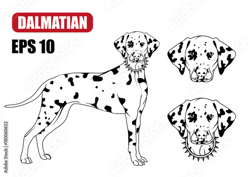 Dalmatian dog icon.Dog collection
