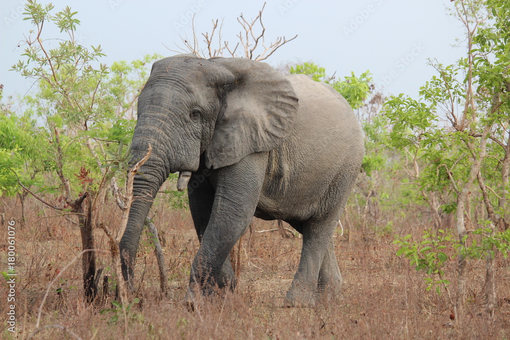 Obraz premium elephant