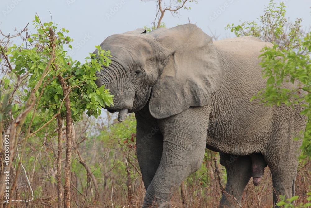 Fototapeta premium elephant