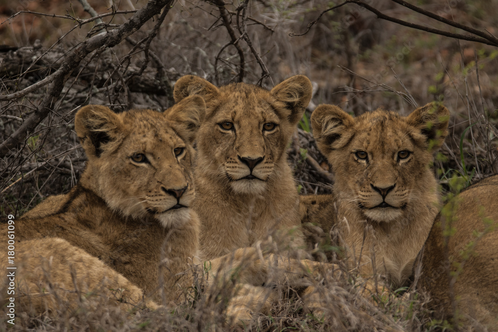 lion_14 lion_14