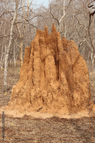 Termite mound africa