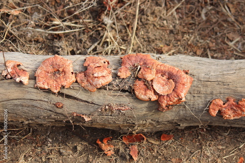 fungus