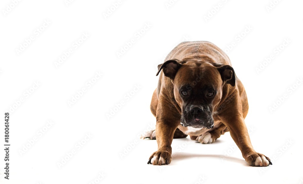 Obraz premium Boxer Dog Stretching