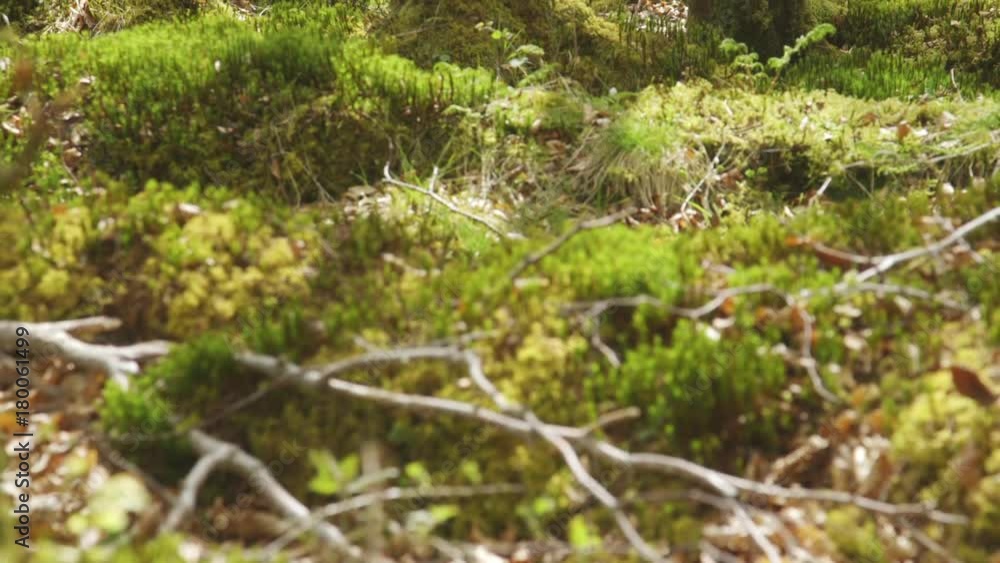 Tilt Up Shot Of Moss And Trees Growing In Woodland Tilt Up Shot Of Moss And Trees Growing In Woodland