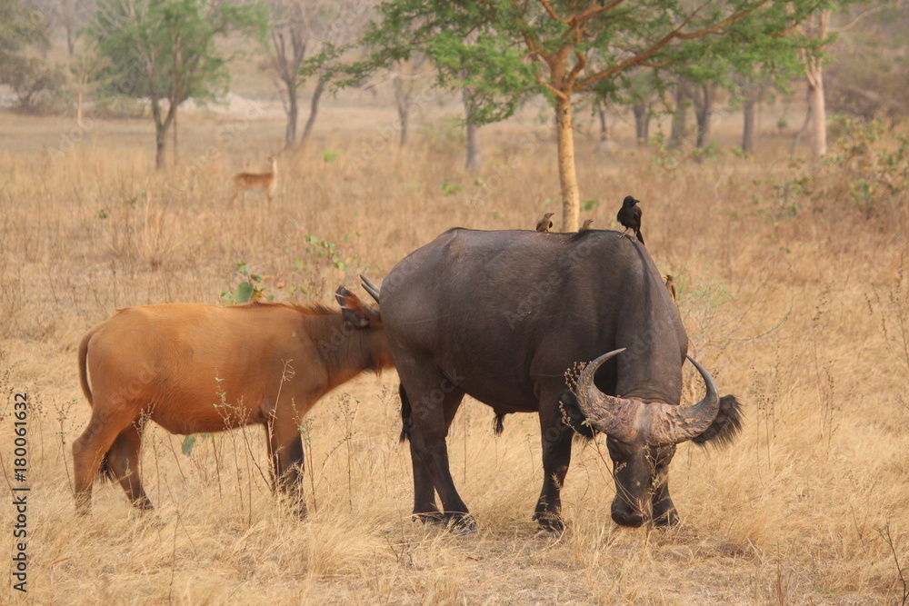buffalo buffalo