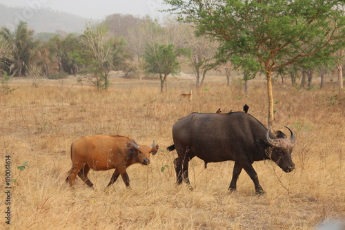 buffalo