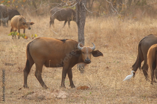buffalo
