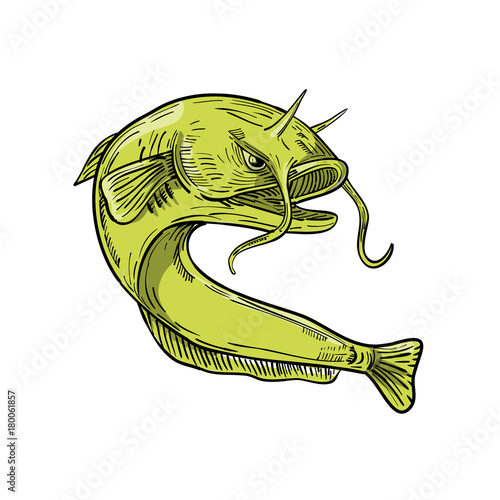 Devil Catfish Jumping Drawing