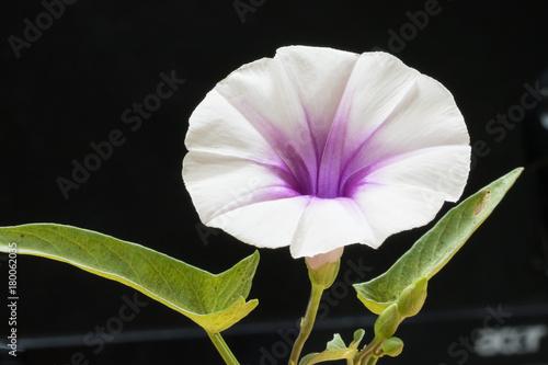 Convolvulaceae Flower