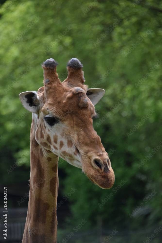 Obraz premium girafes