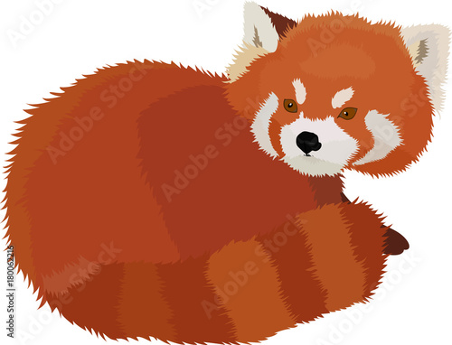 Fototapeta Naklejka Na Ścianę i Meble -  Vector illustration of red panda cartoon style.