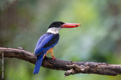 Konstfotografi Black-capped Kingfisher (Halcyon pileata)