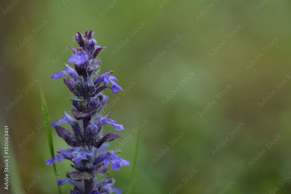 Obraz premium purple flowers