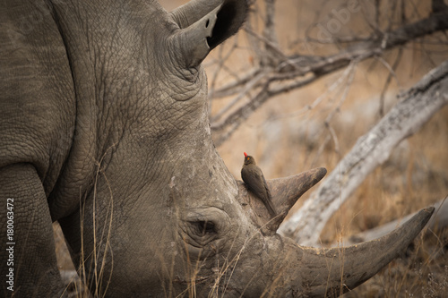Foto Rhino_1