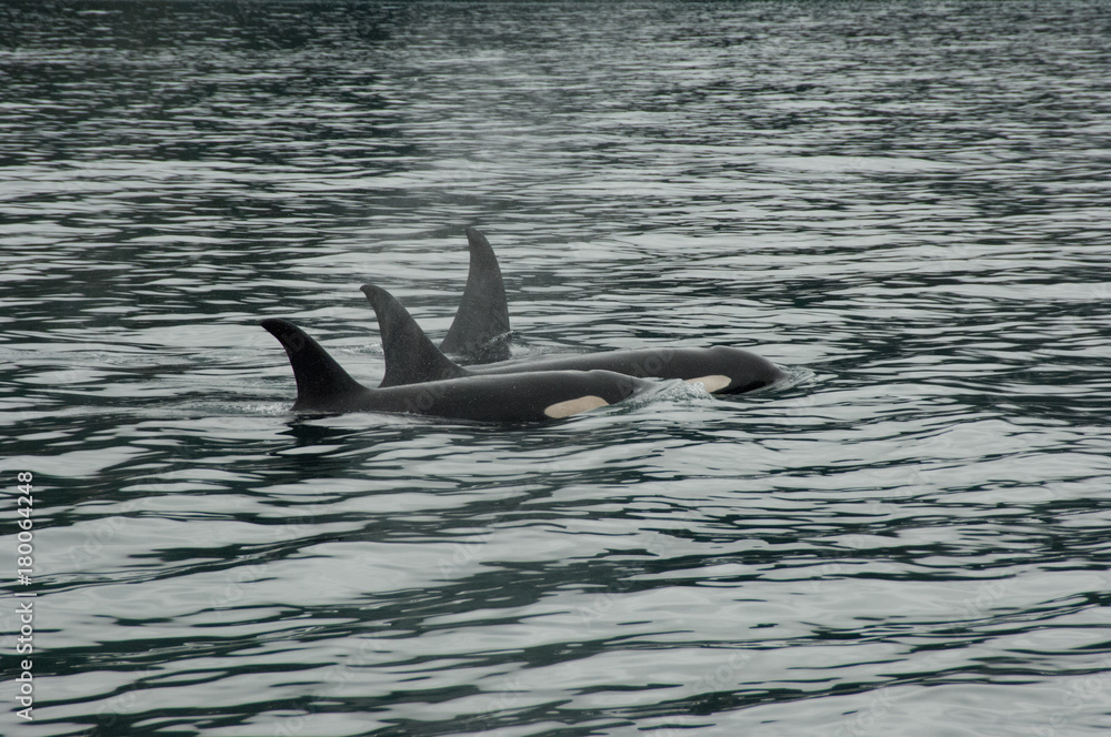 Fototapeta premium family of killer whales in their Pod