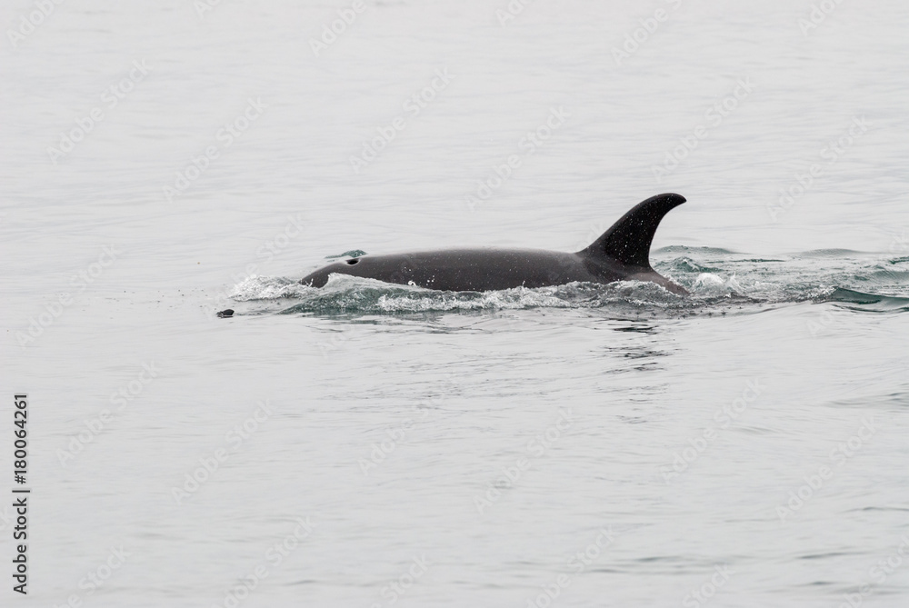 Naklejka premium Swimming Along