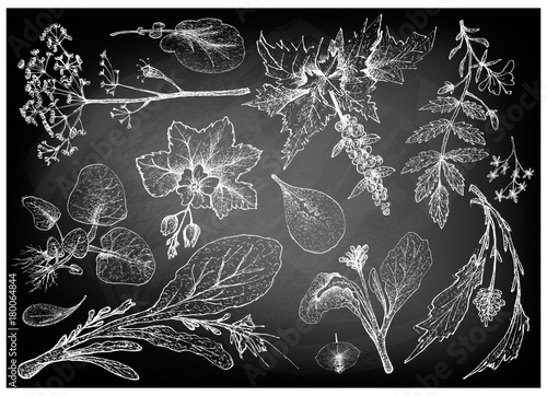 Hand Drawn of Leafy and Salad Vegetable