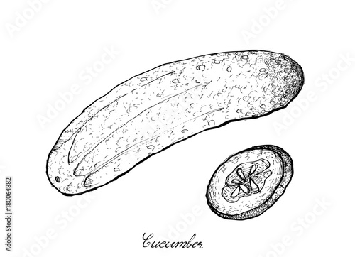 Hand Drawn of Fresh Green Cucumber on White Background