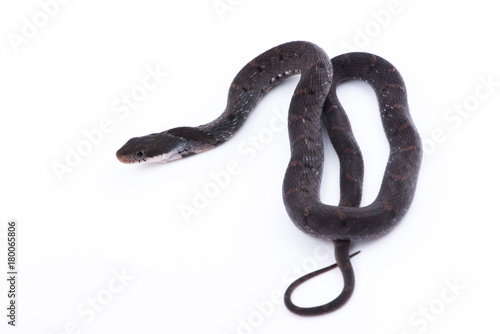 Snake in nature on white background