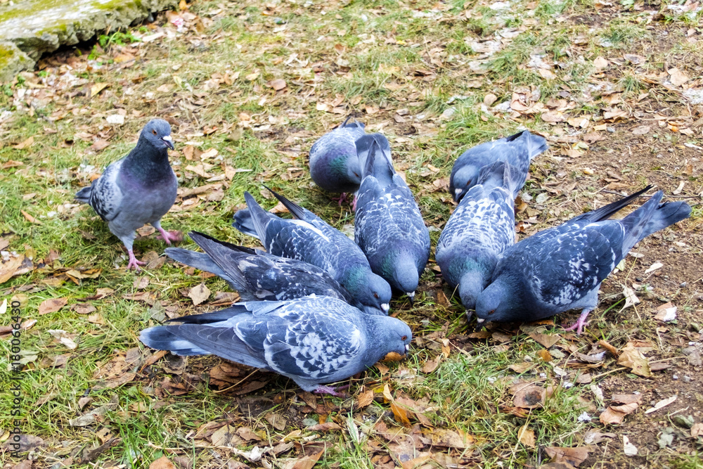 Fototapeta premium Pigeons on the grass eating seeds.