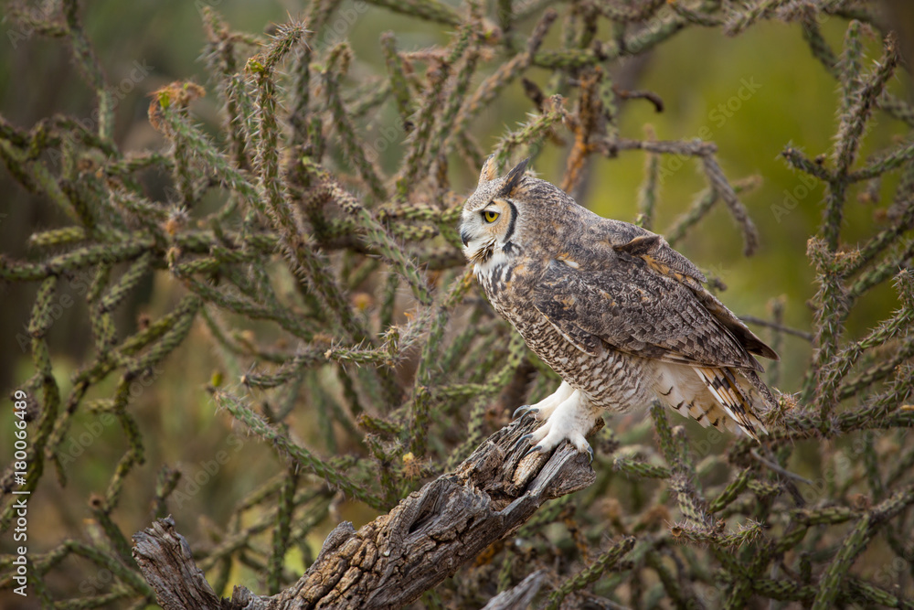 Great horned owl Great horned owl
