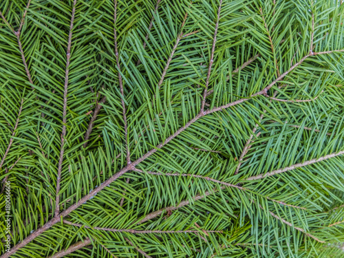 Fototapeta Naklejka Na Ścianę i Meble -  branches of fir. Christmas texture. broom of fir for the bath or Spa.
