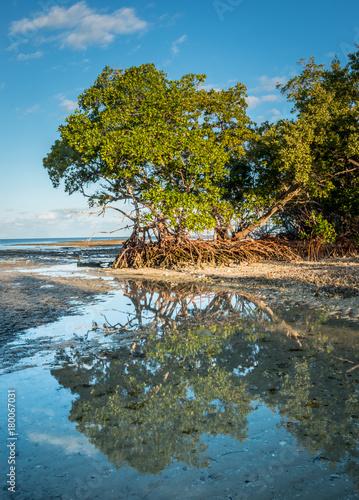 Mangrove tidal flats in Florida's 10,000 Islands