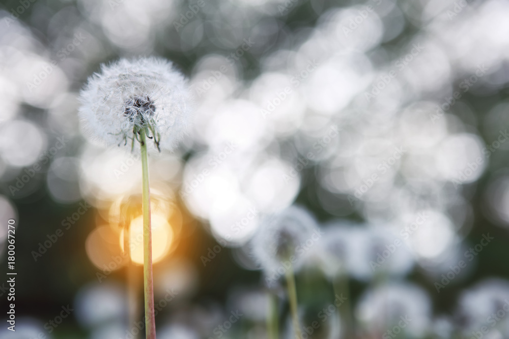 Fototapeta premium Dandelion seed head with the setting sun, soft focus, dreamy image, shallow focus,