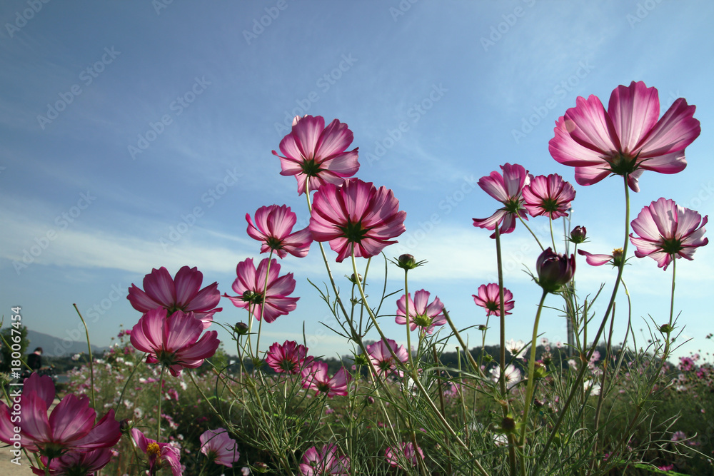 Autumn, blue sky and some cosmos flowers