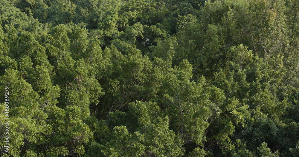 Forest from top