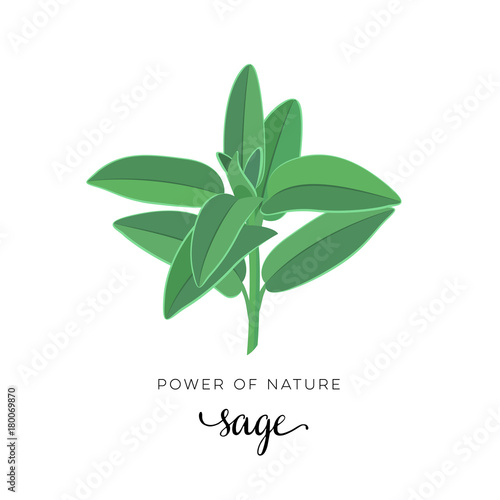 Natural herbs. Sage, stem with leaves. Vector illustration cartoon flat icon isolated on white.