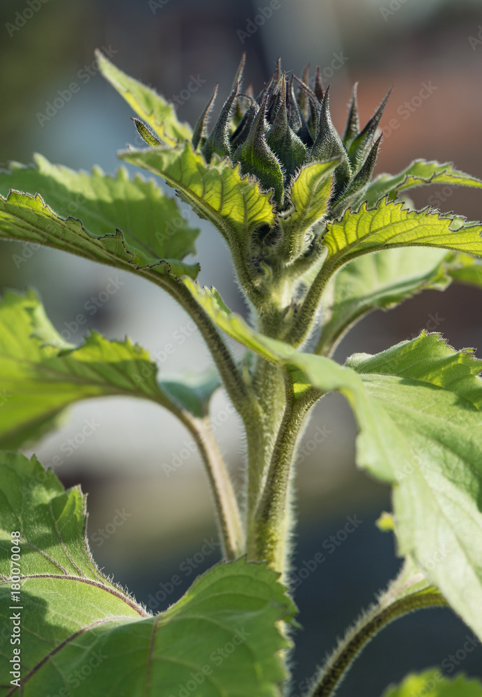 Fototapeta premium sunflower starting to blow
