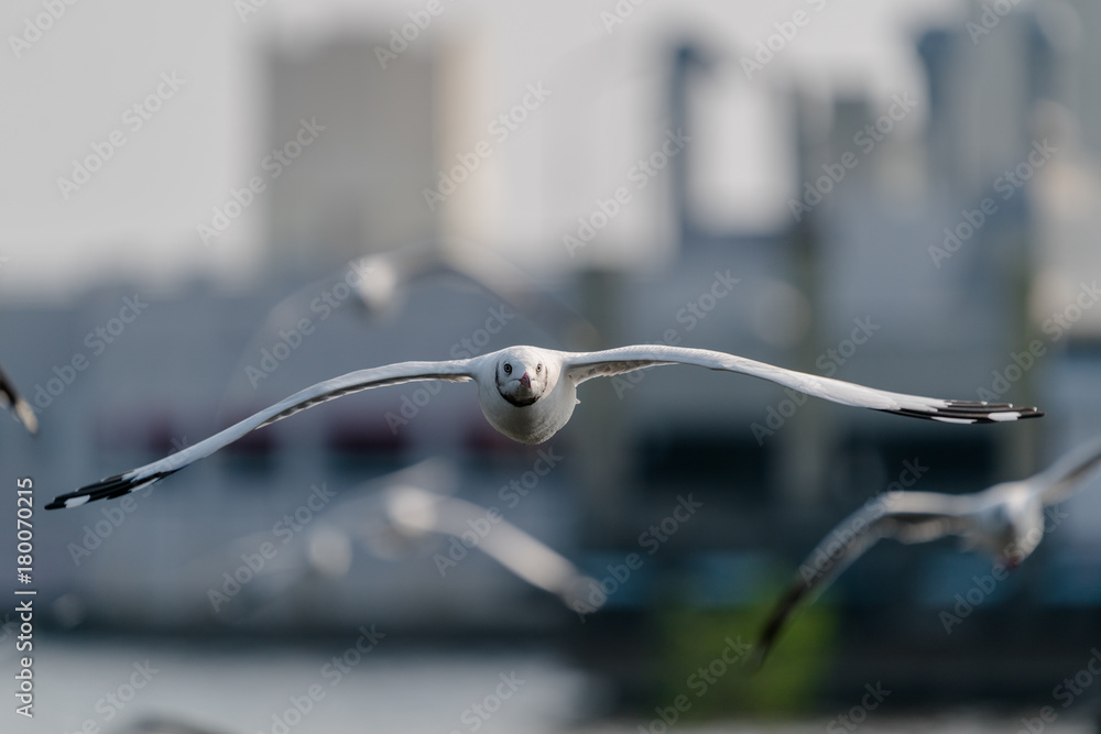 seagull flying. Seagulls fly in the blue sky.
seagull flying. Seagulls fly in the blue sky.