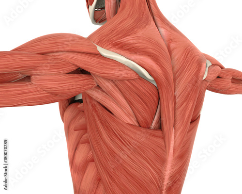 Muscles of the Back Anatomy