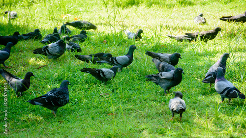 group of pigeons that are perched on the grass